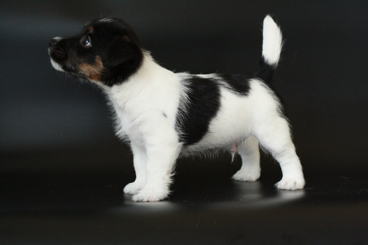 Лысый Джек Рассел терьер