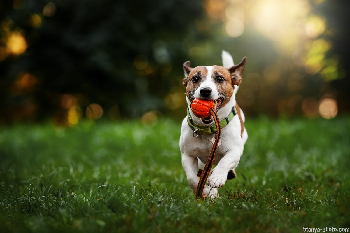 Парсон Рассел терьер жесткошерстный