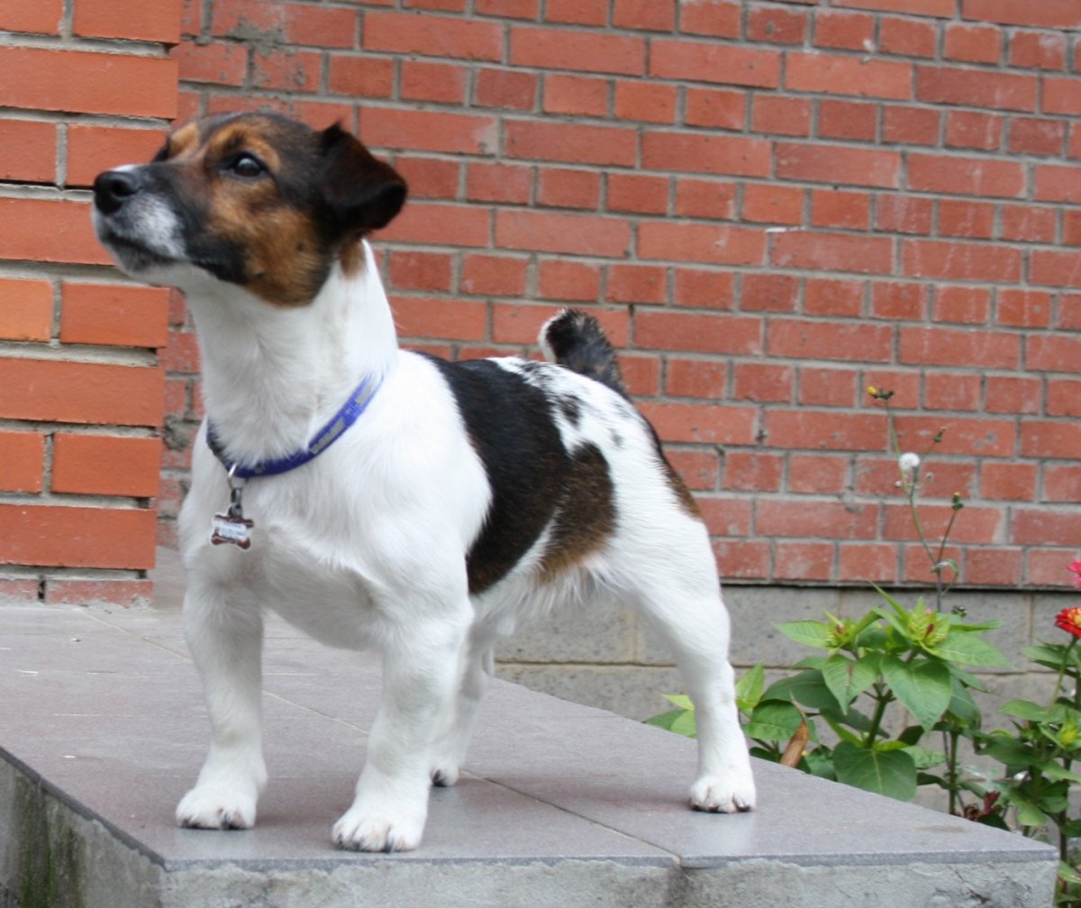 Джек-Рассел-терьер годовалый черный