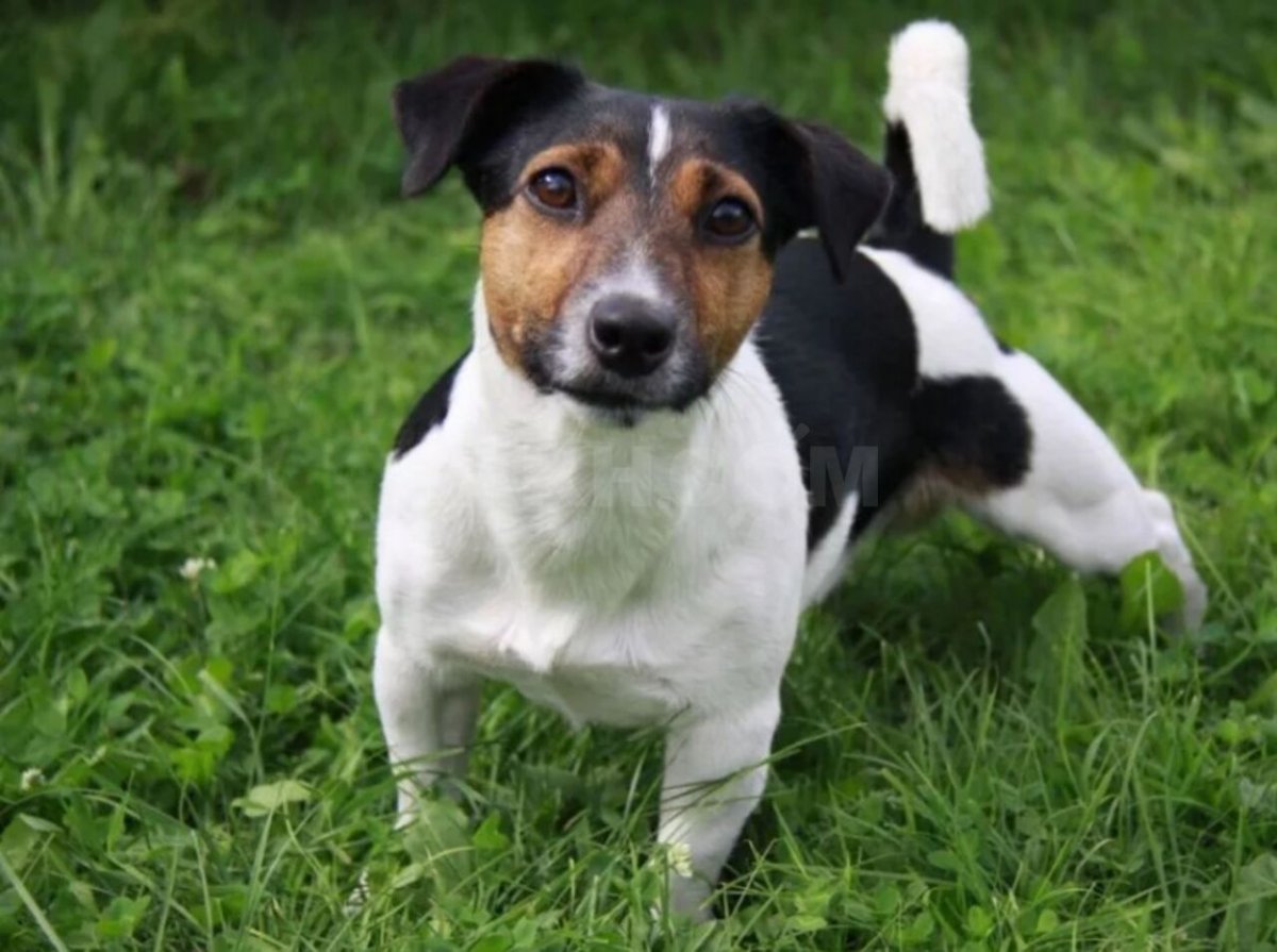 Джек Рассел терьер гладкошерстный параметры