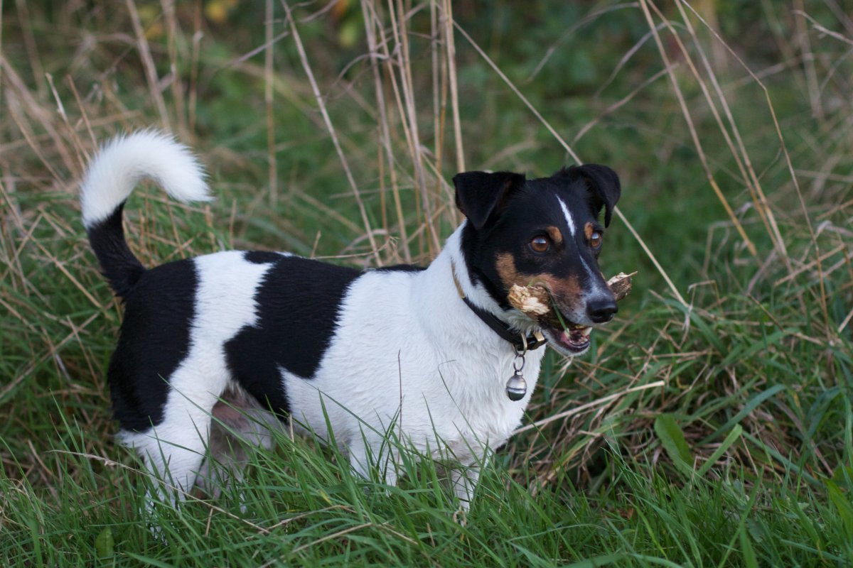 Джек Рассел терьер щенок