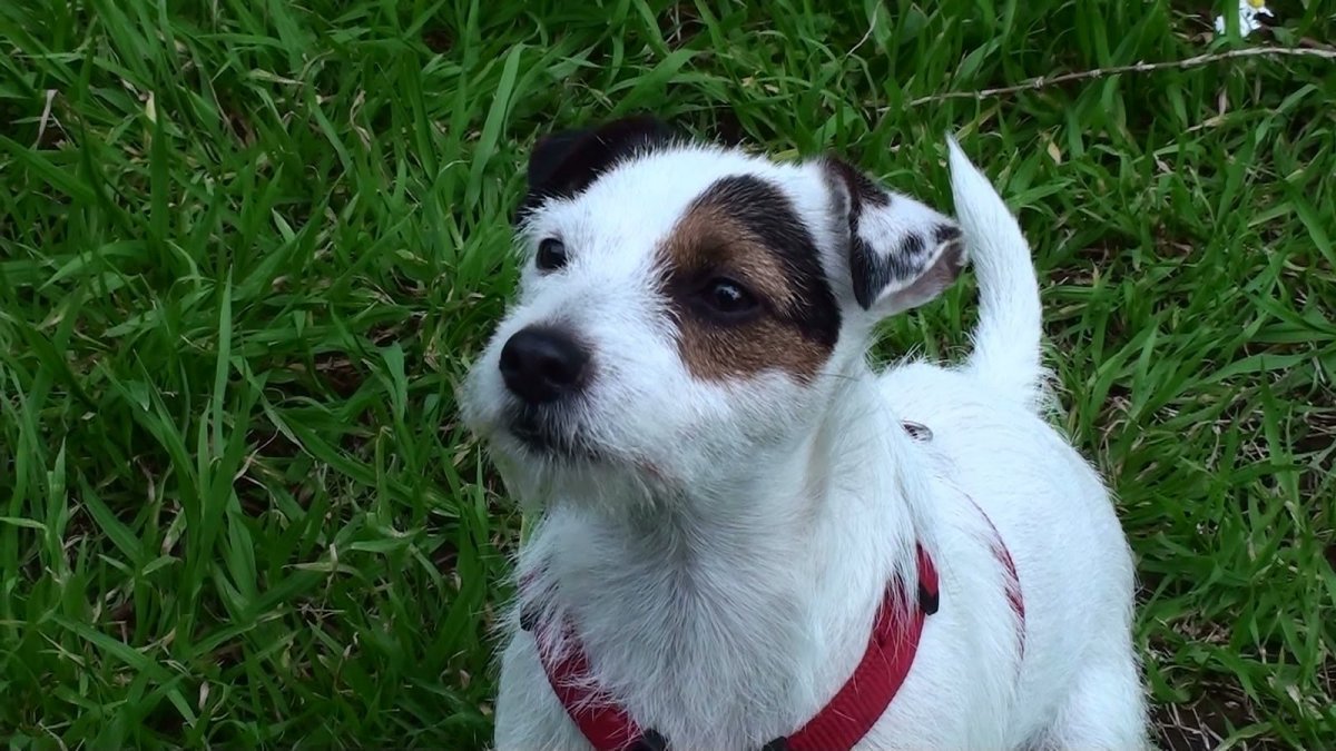 Питомник Джек Рассел