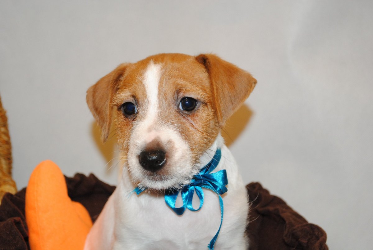 Порода Джек Рассел