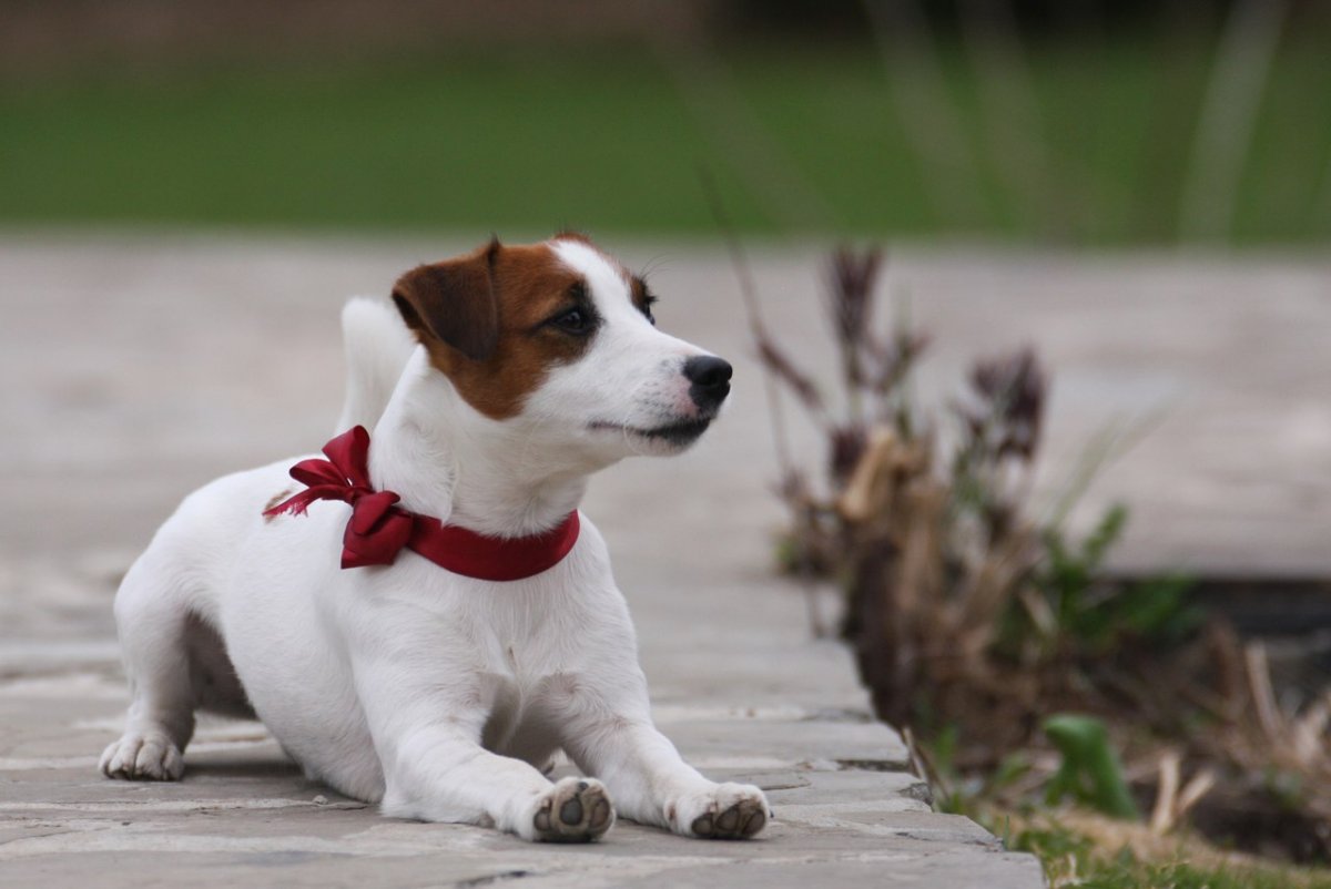 Джек Рассел Пойнтер