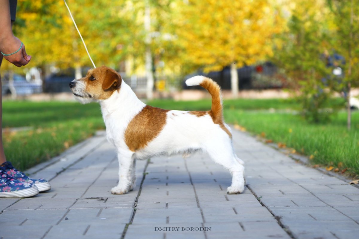 Алмазная мозаика Джек Рассел