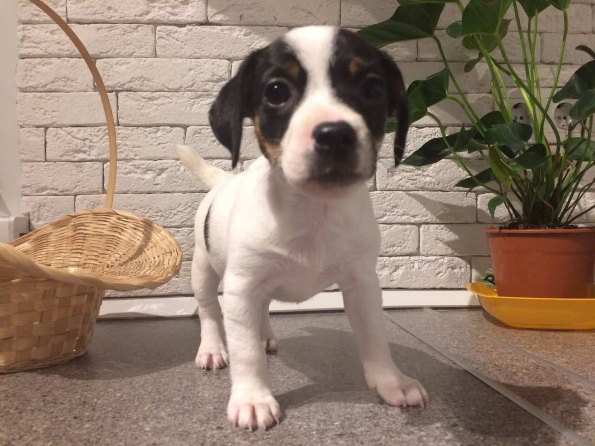 4к Джек Рассел