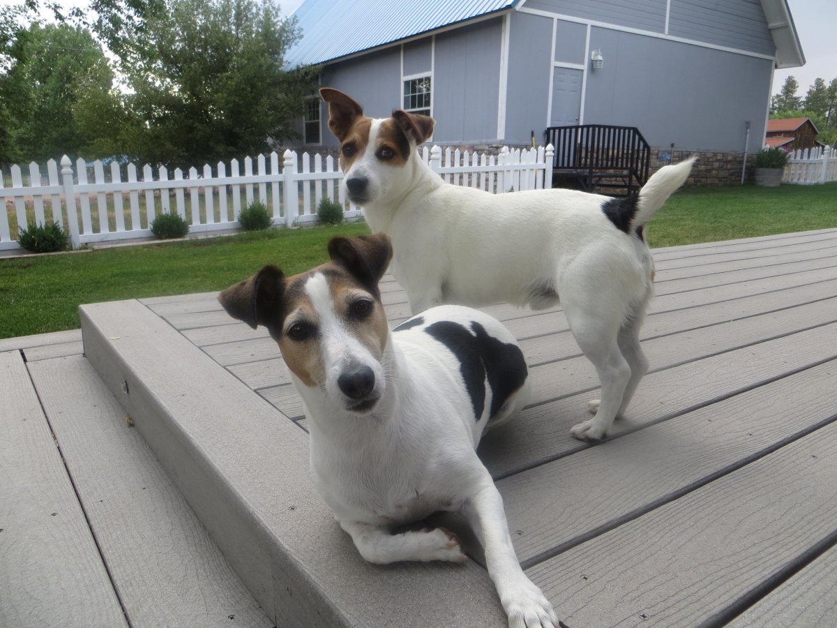 Тактический Джек Рассел