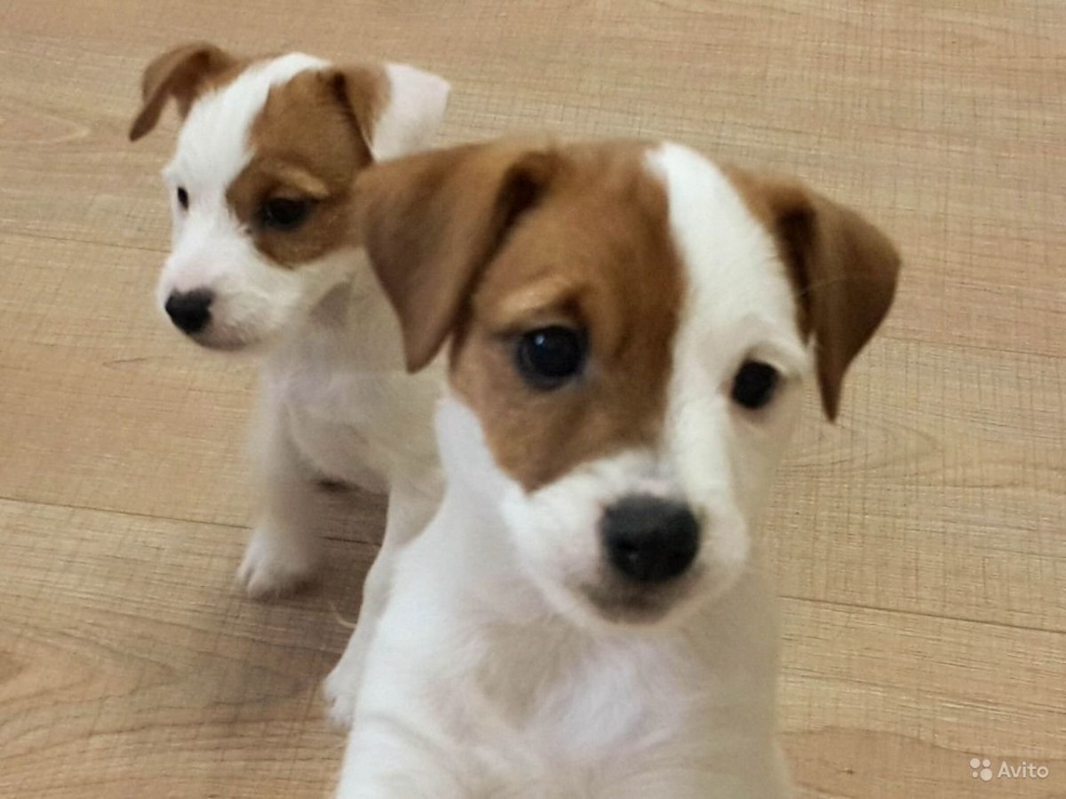 Джек Рассел терьер щенок