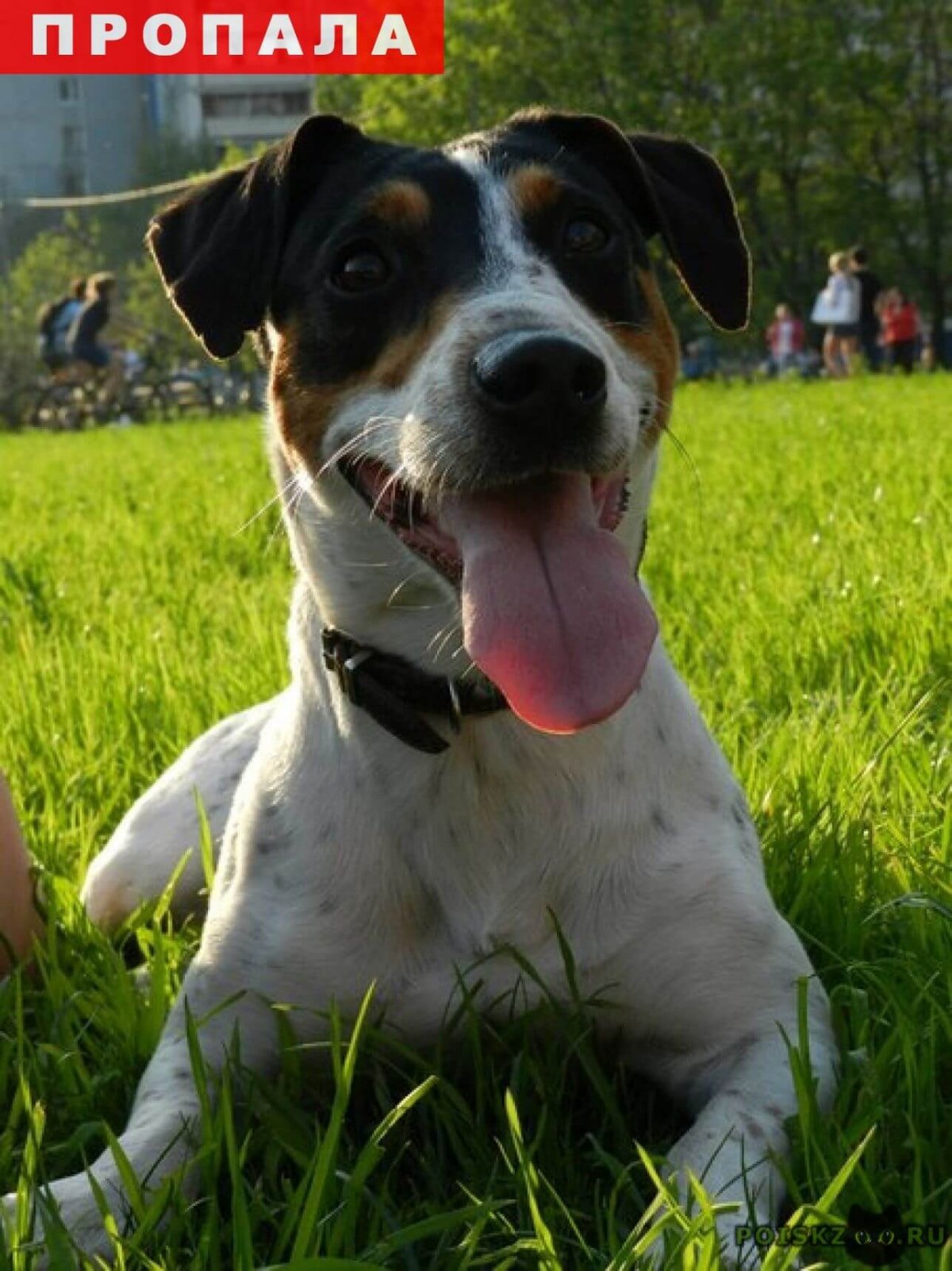 Джек Рассел терьер