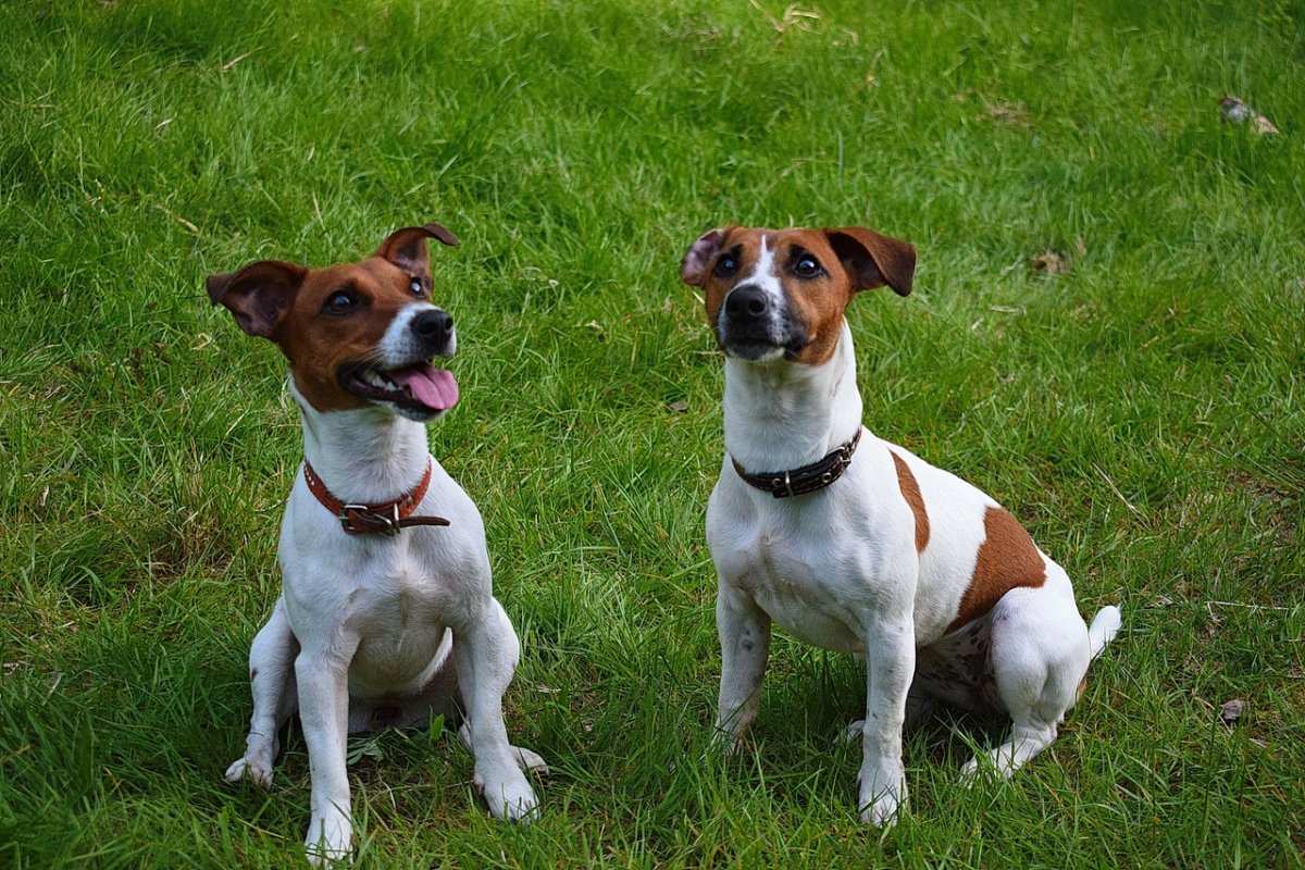 Джек Рассел терьер