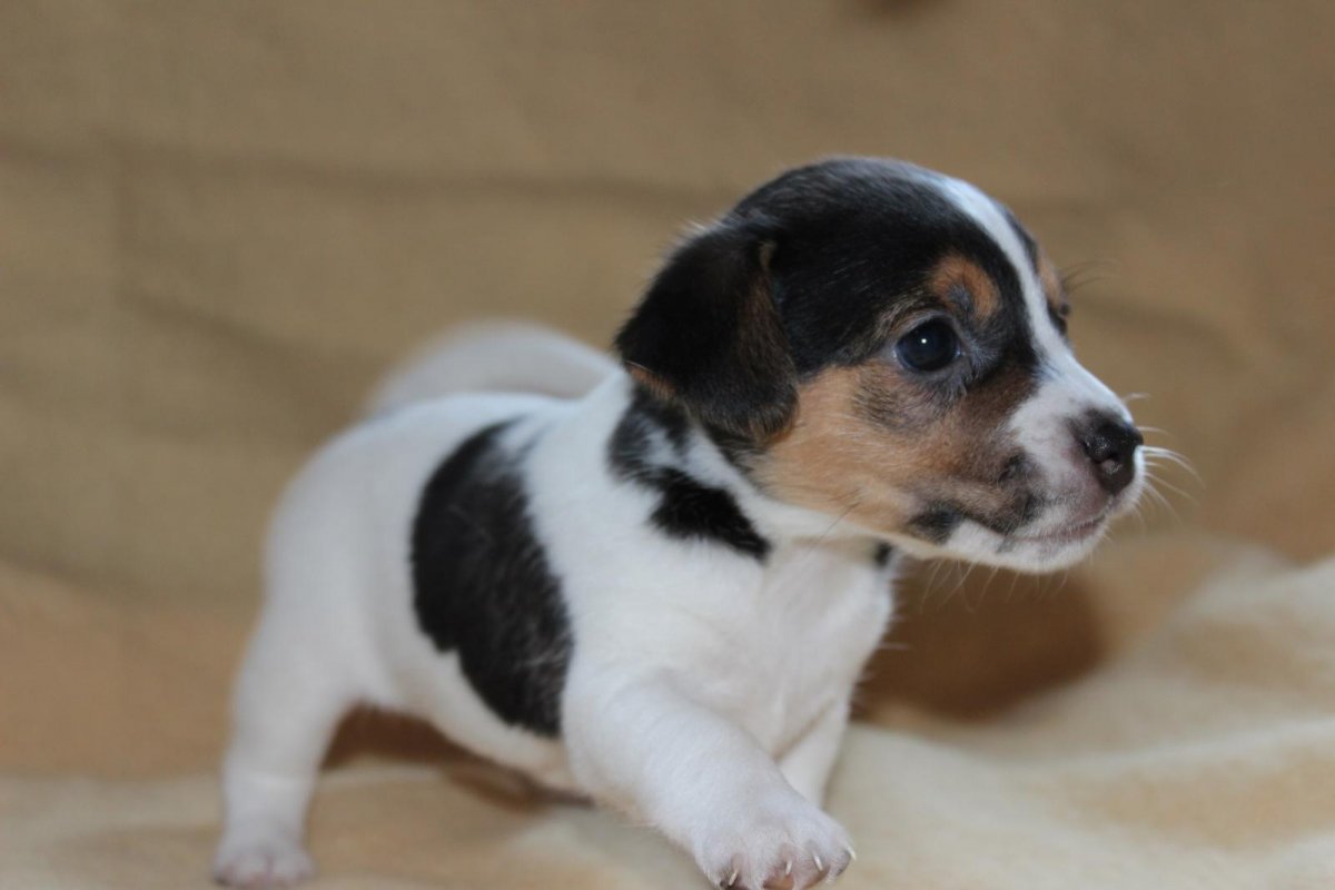 Джек Рассел терьер