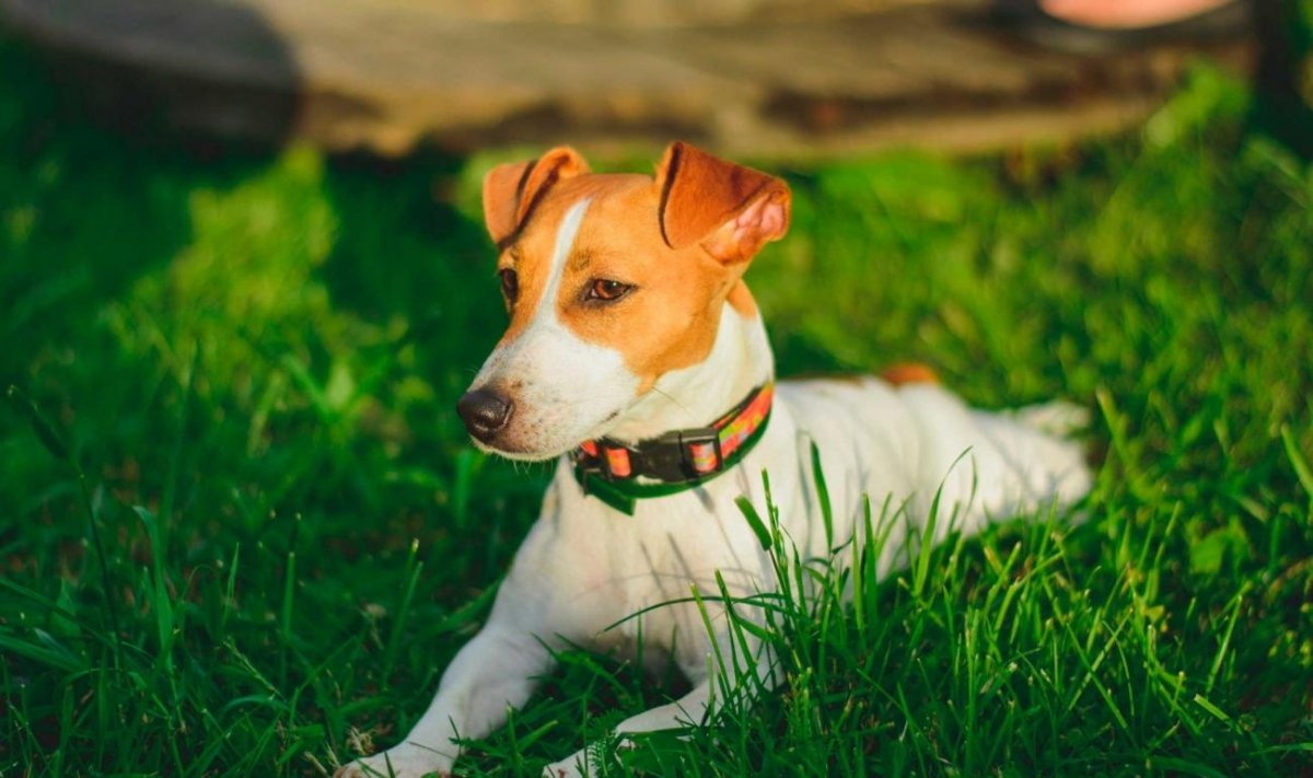 Нервная собака