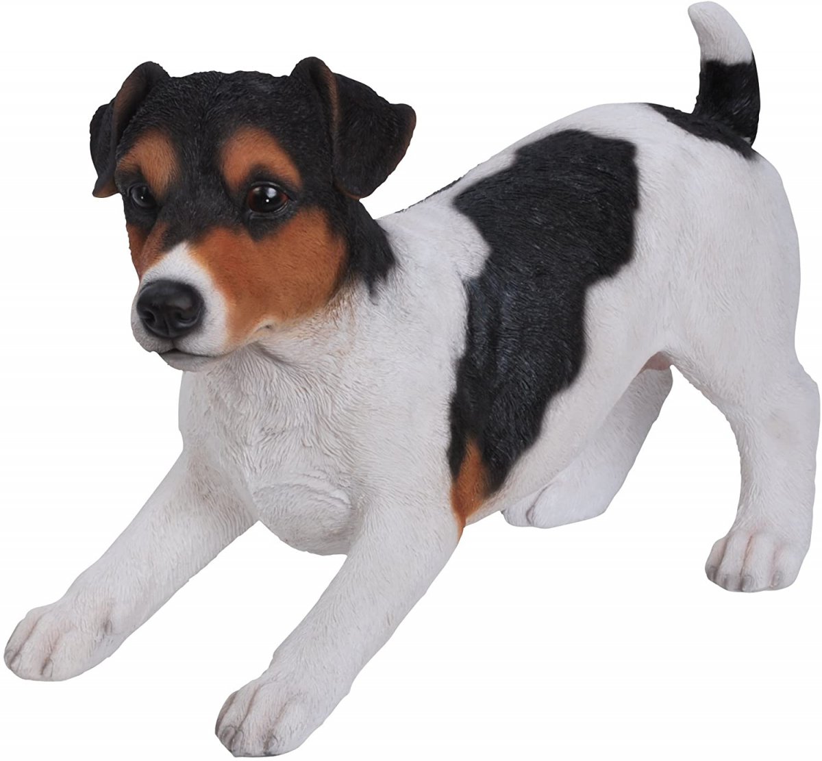 Парсон Рассел терьер жесткошерстный