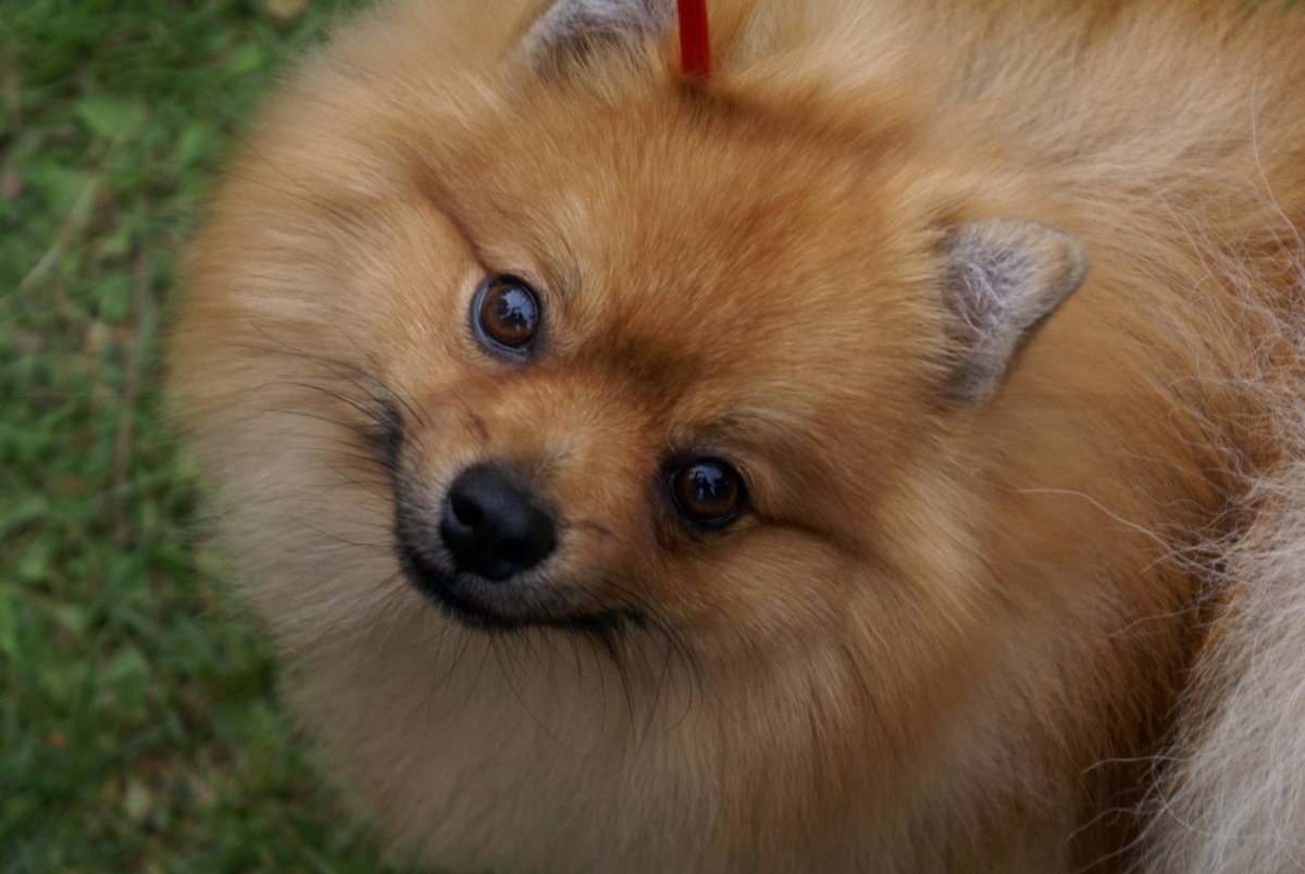 Шпицберг собака