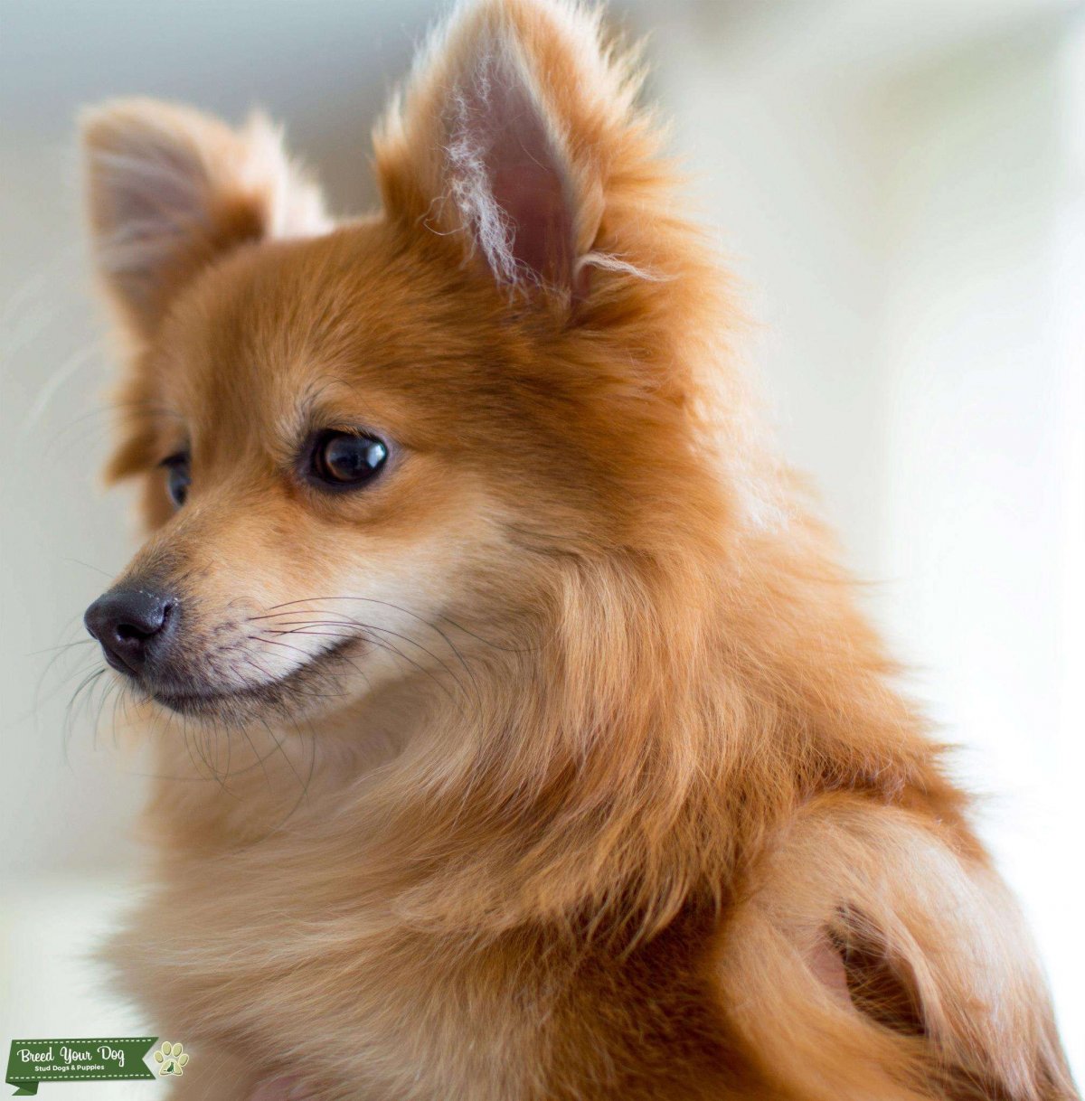 Помесь померанского шпица и чихуахуа