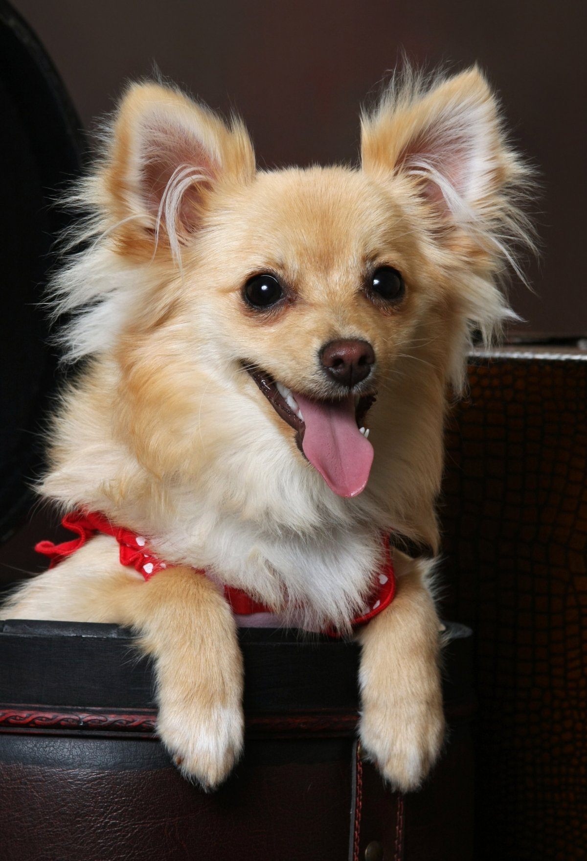 Чихуахуа помчи