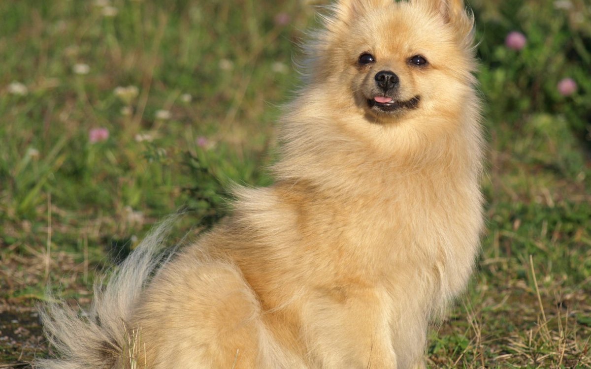 Порода собак чихуахуа