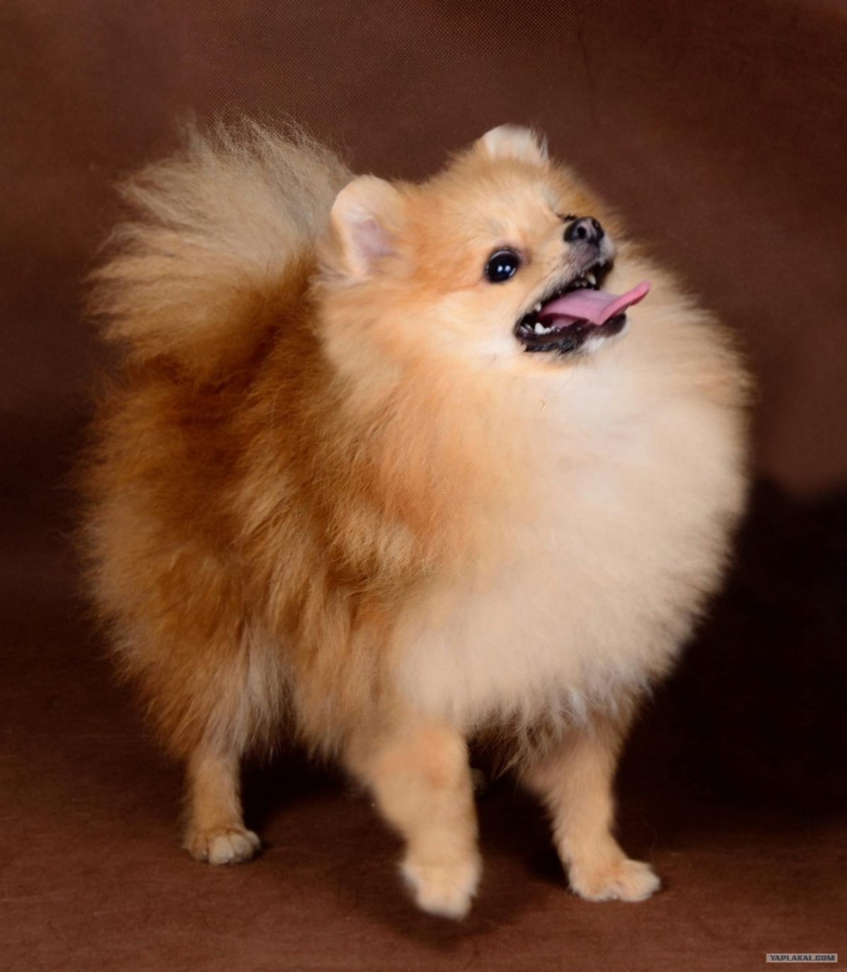 Померанский чихуахуа