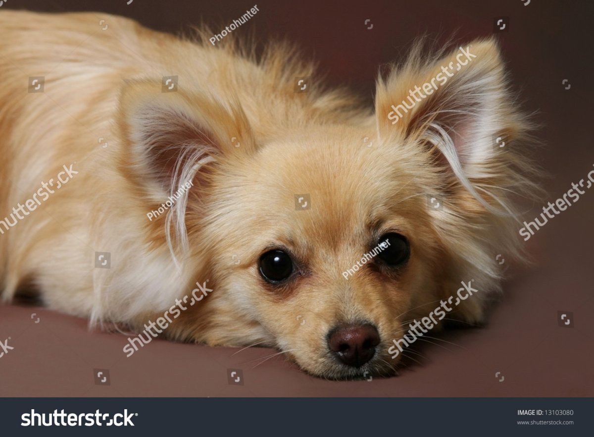 Индийский шпиц