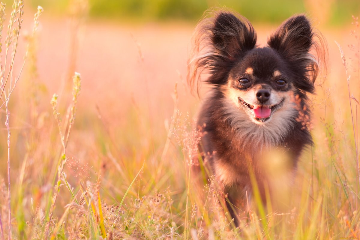 Немецкий шпиц