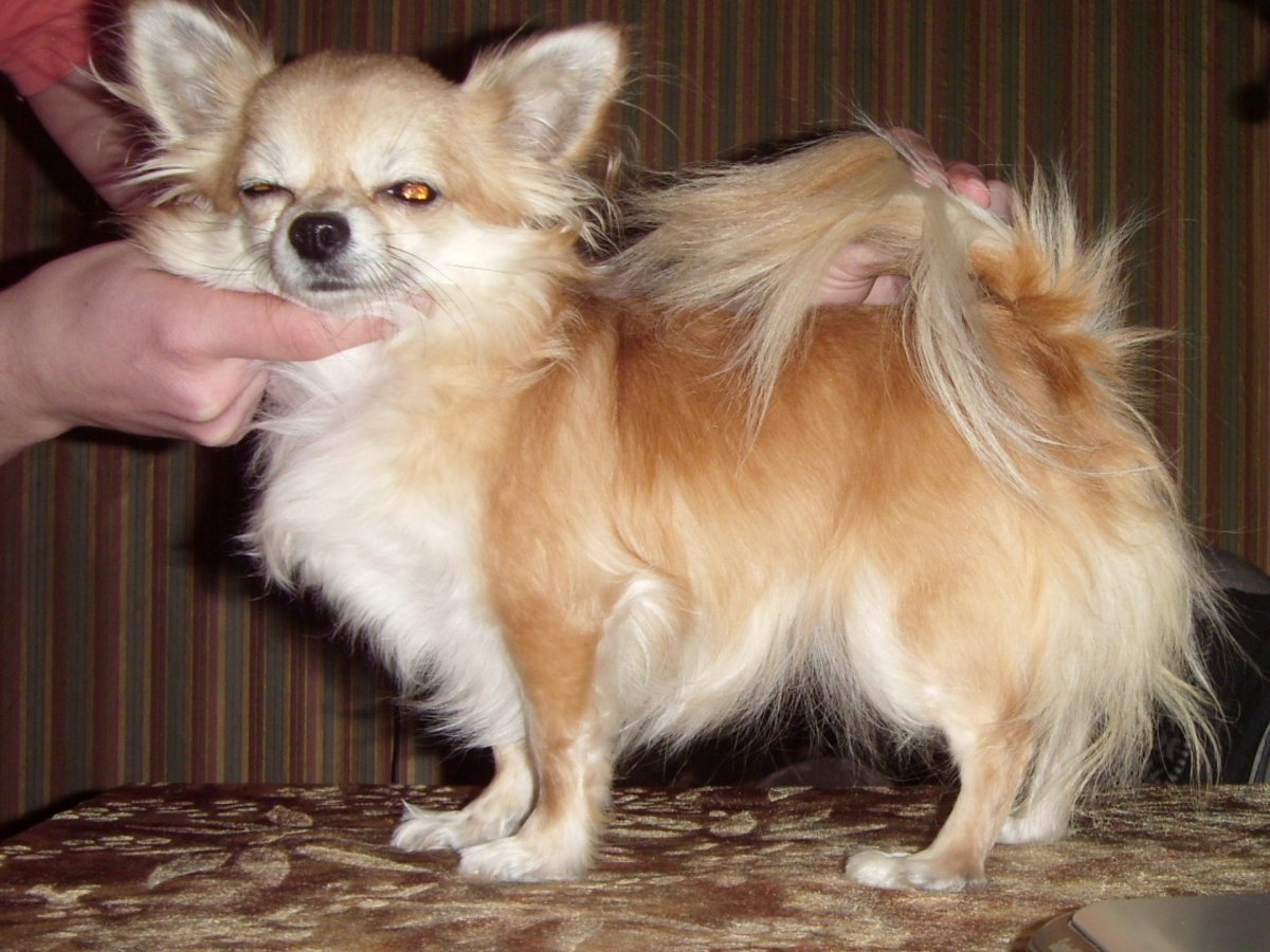 Помчи окрасы