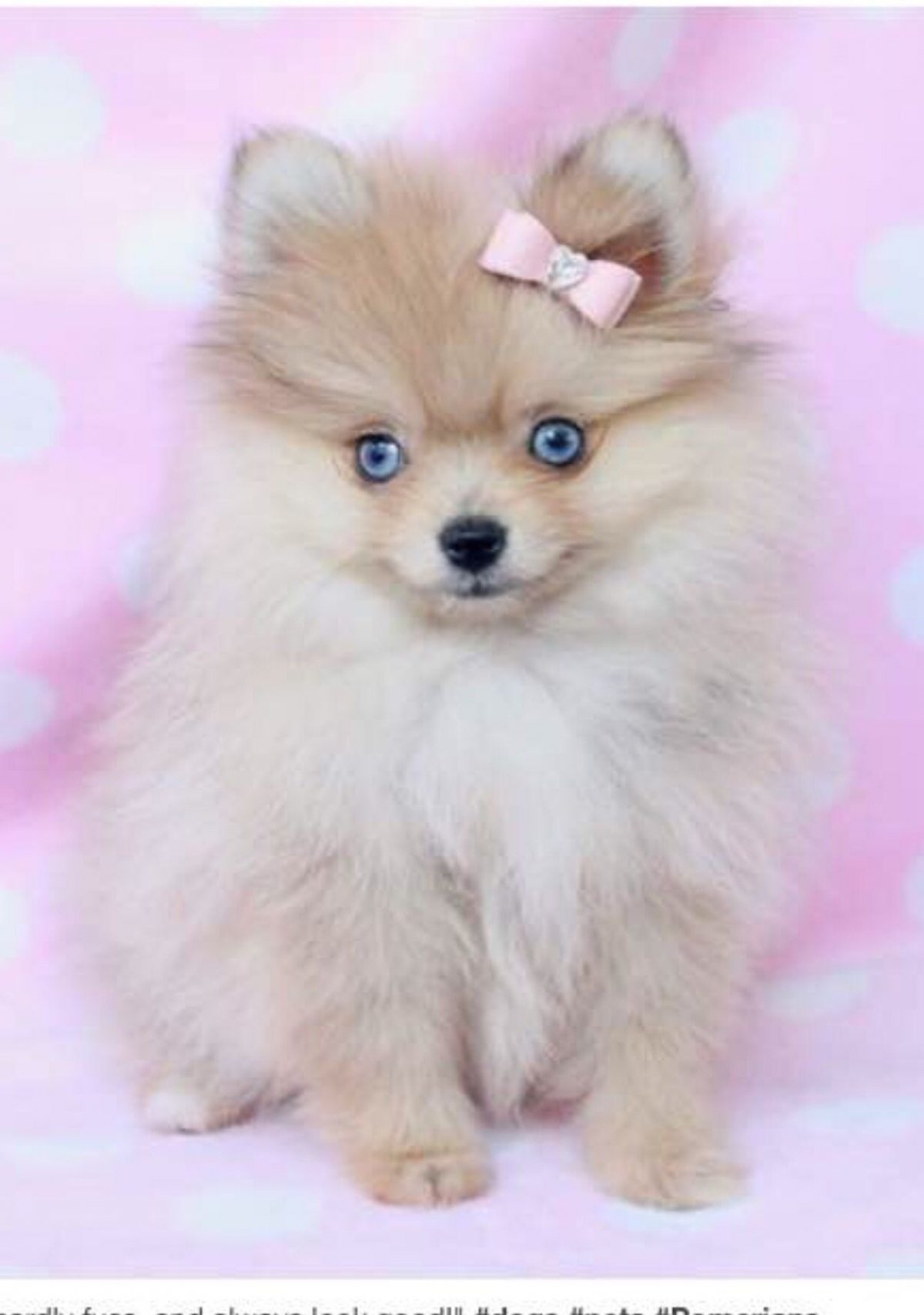 Метис шпица и чихуахуа