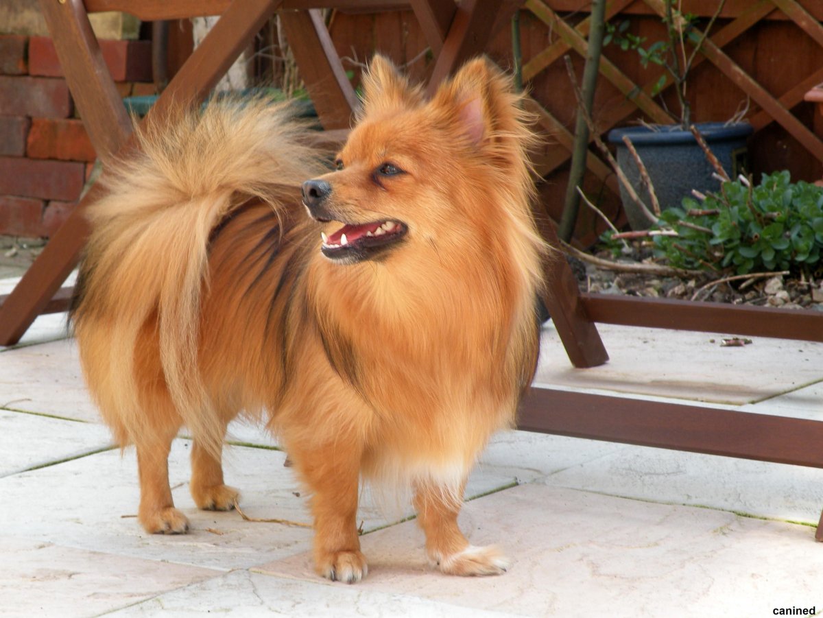 Помесь шпица и чихуахуа