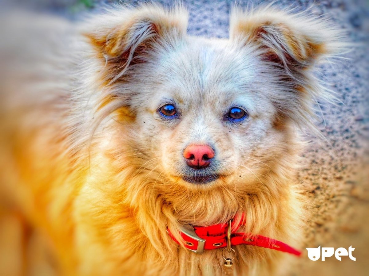 Помчи гладкошерстный