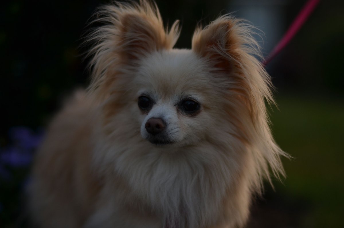 Чихуахуа волосистая