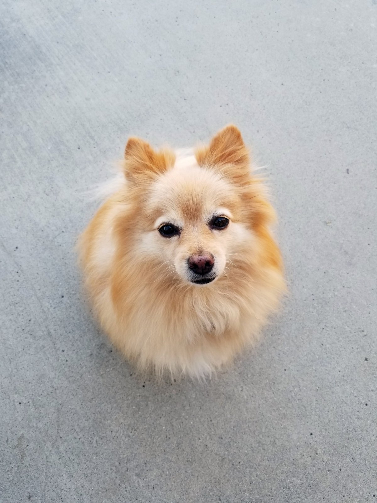 Помчи гладкошерстный