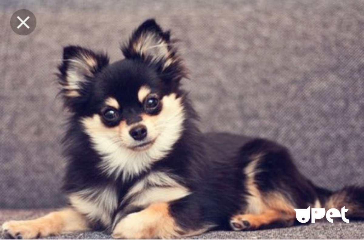 Пекинский шпиц