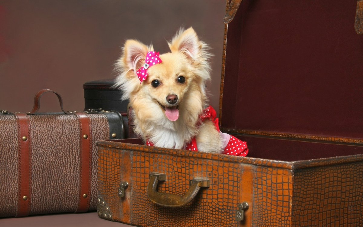 Dogs Mini Pomeranian щенок