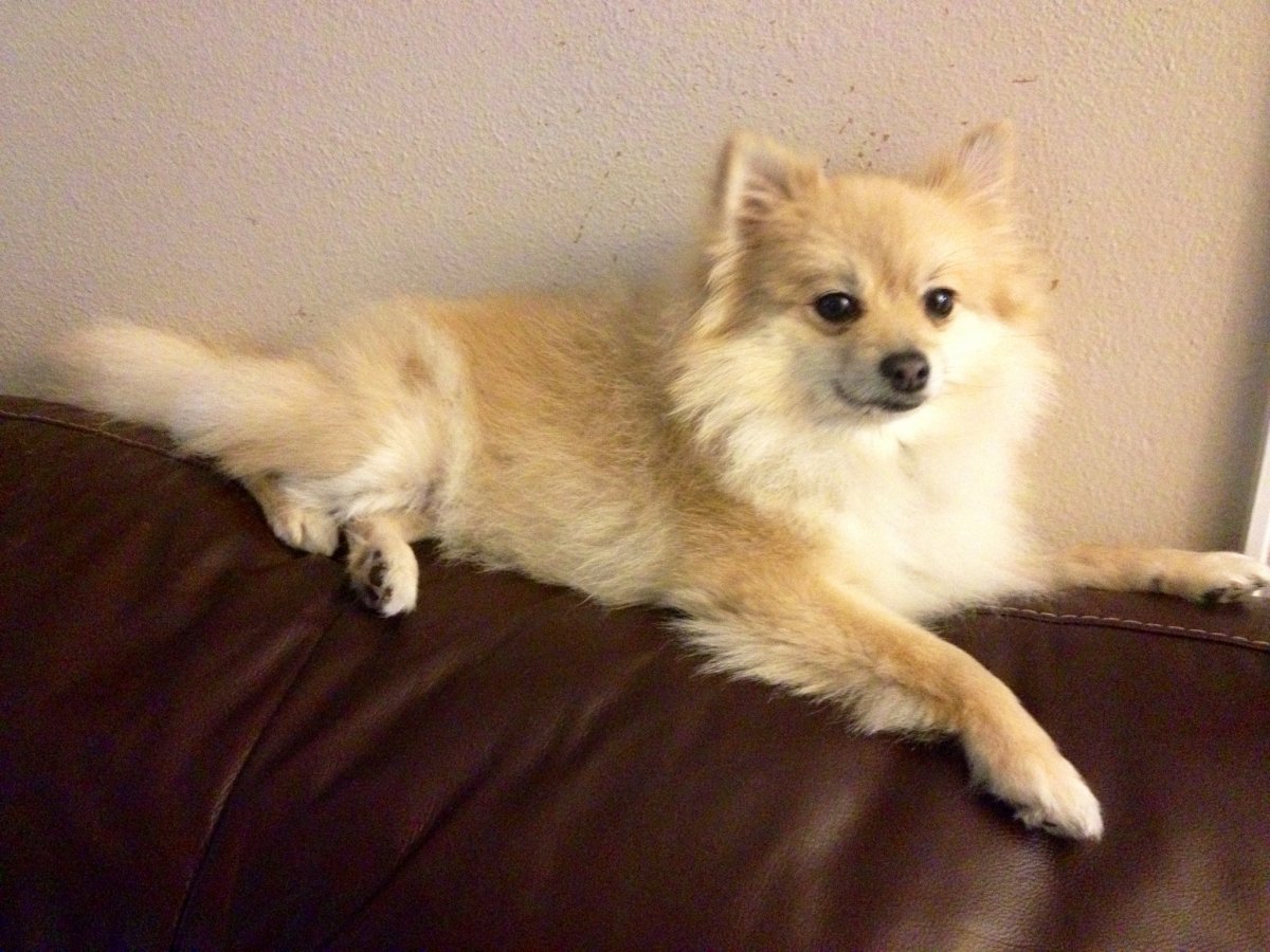 Помчи купить в Архангельске