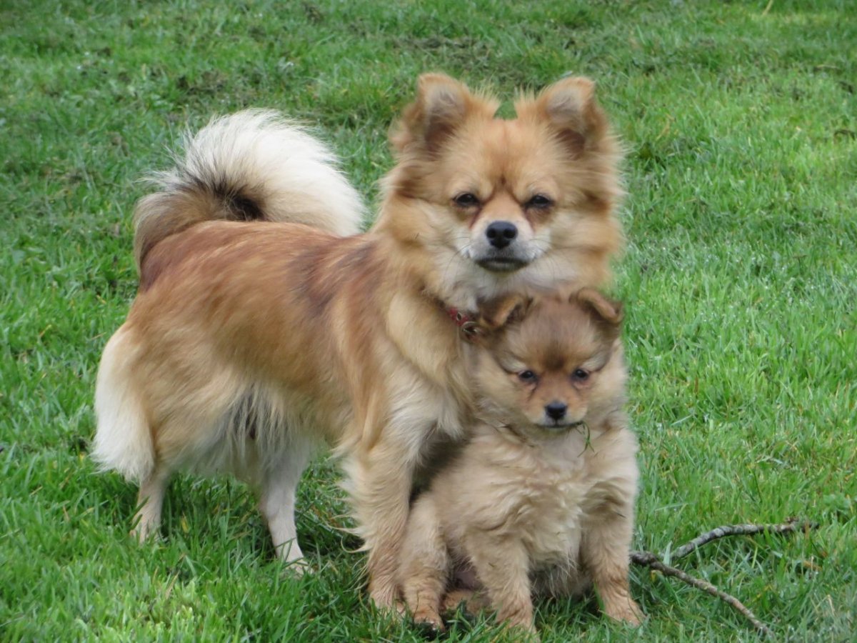 Помчи голубоглазый