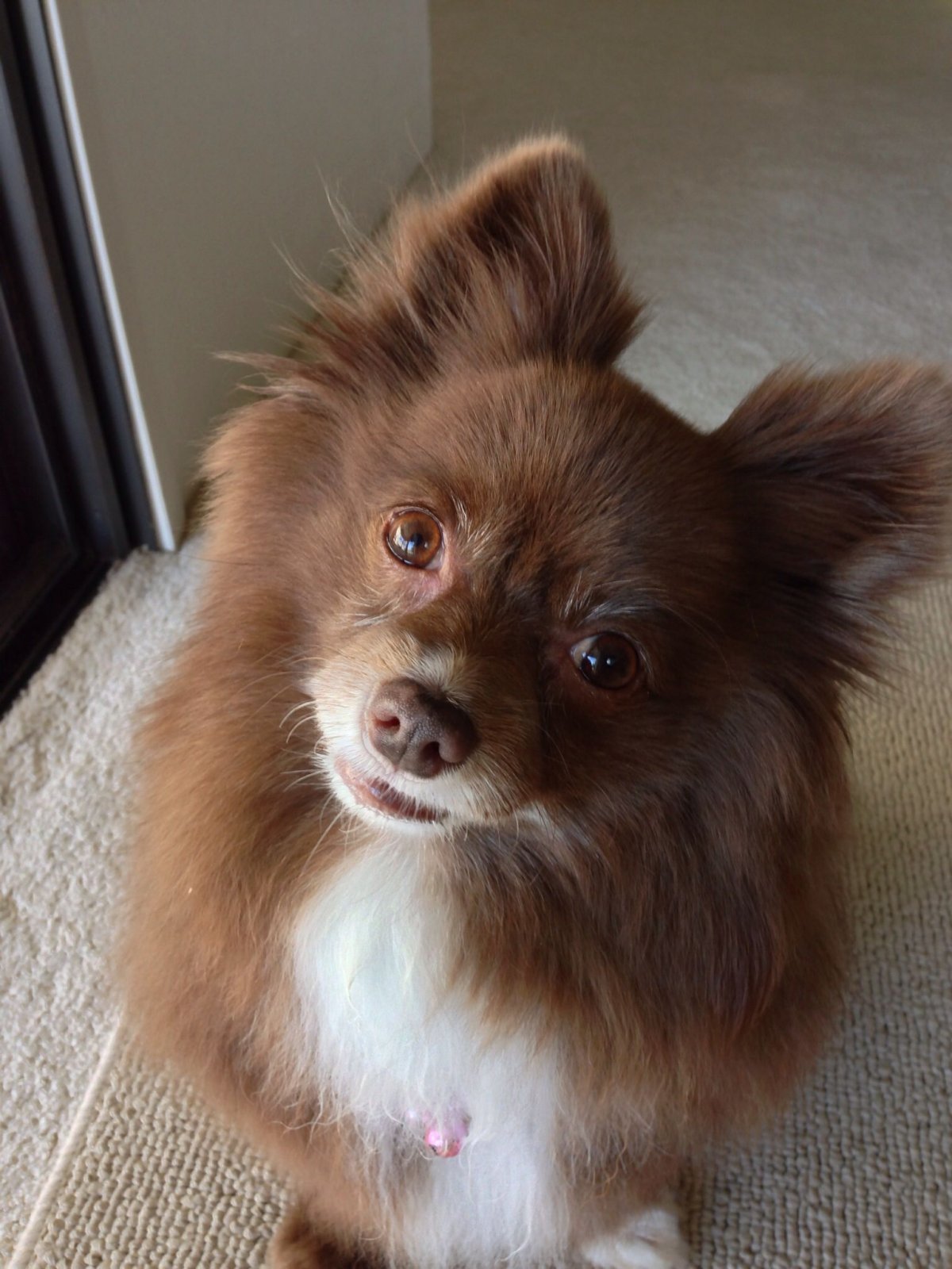 Шпиц и чихуахуа