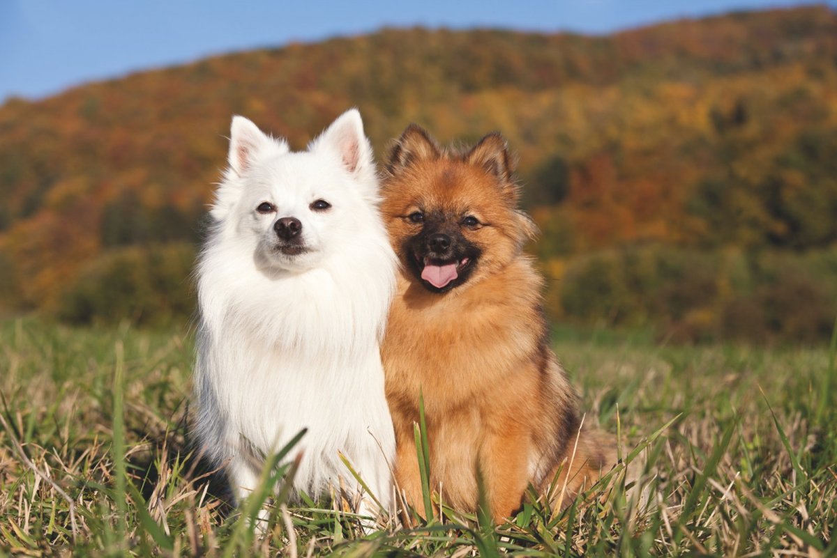 Поморская порода собак