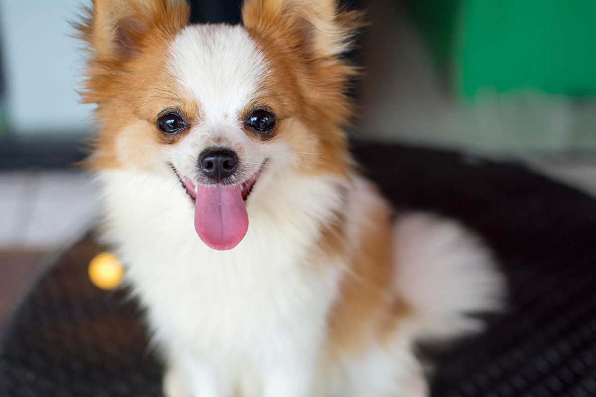 Шпиц померанский груме