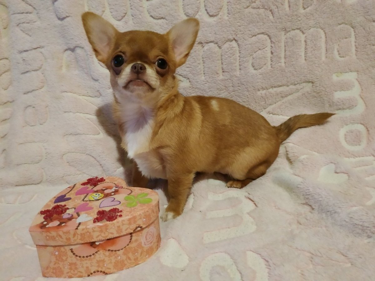 Чихуахуа мини наваращденыц