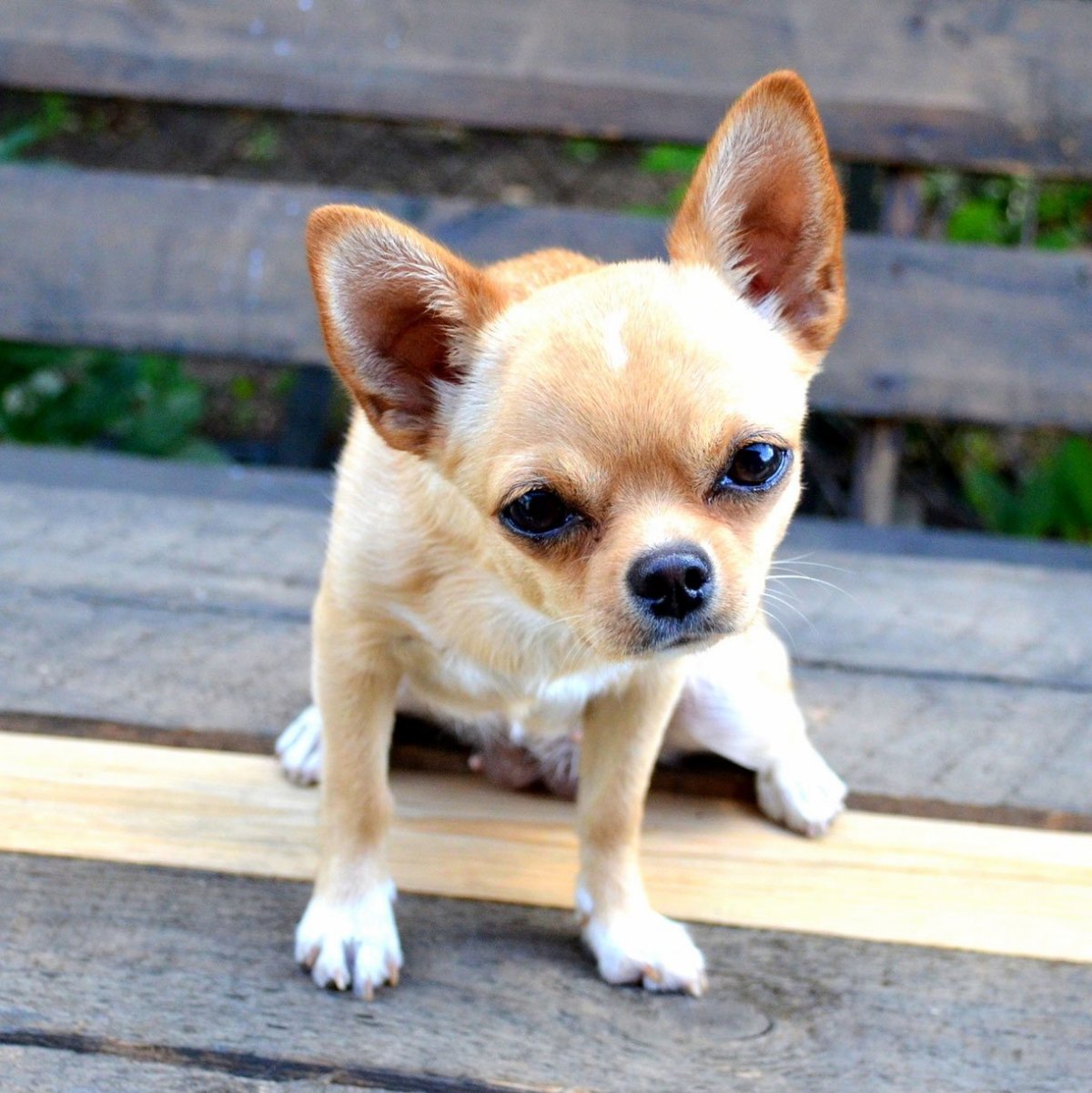 Черный чихуахуа Бейбифейс