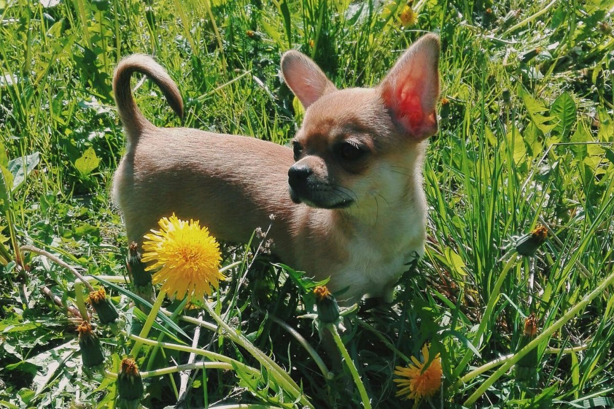 Чихуахуа крупный