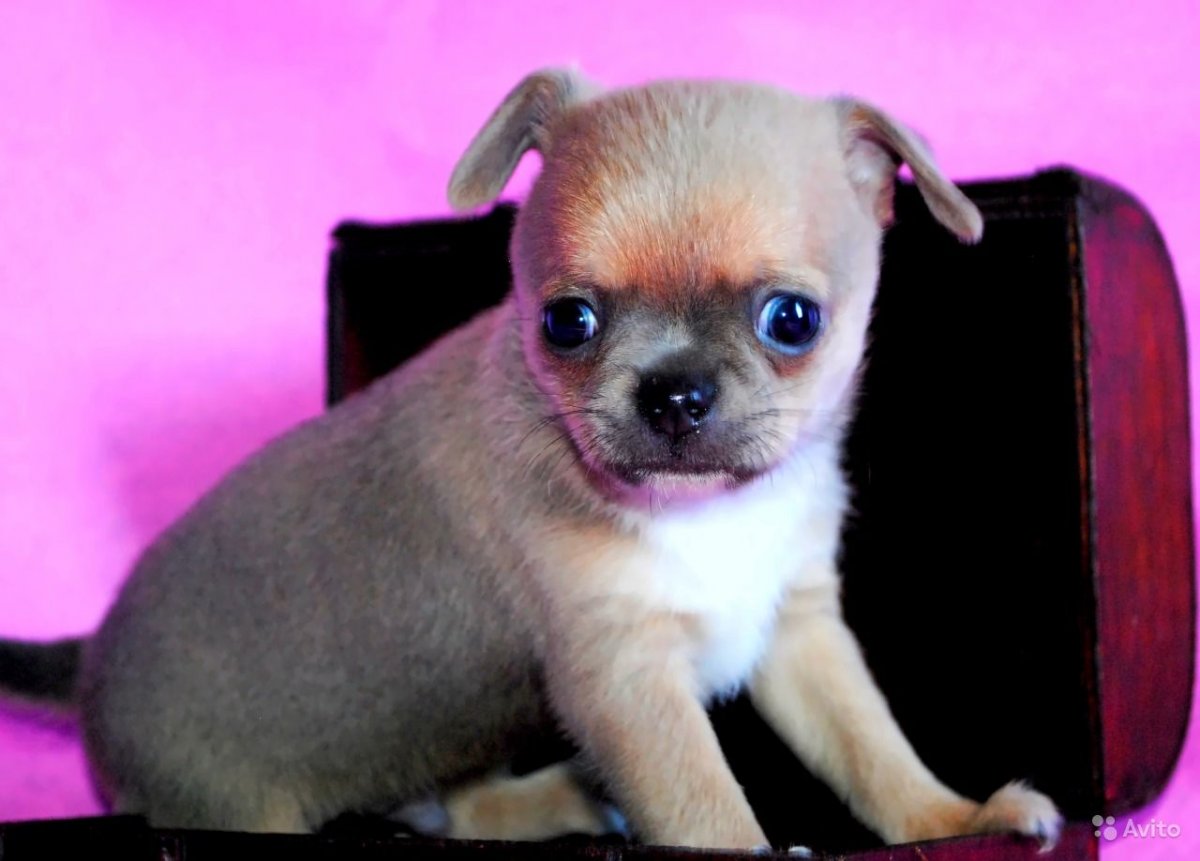 Чихуахуа Babyface взрослый