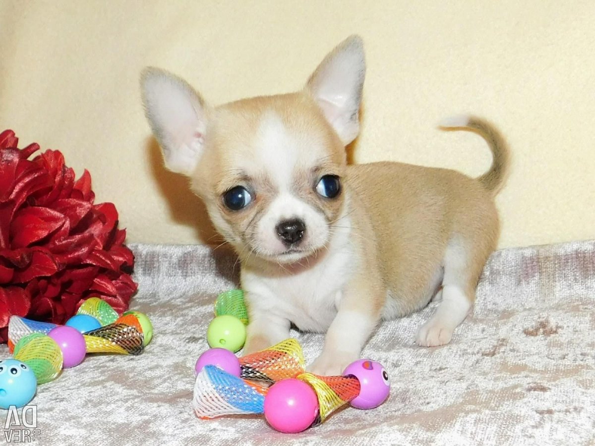 Чихуахуа мини Беби фейс