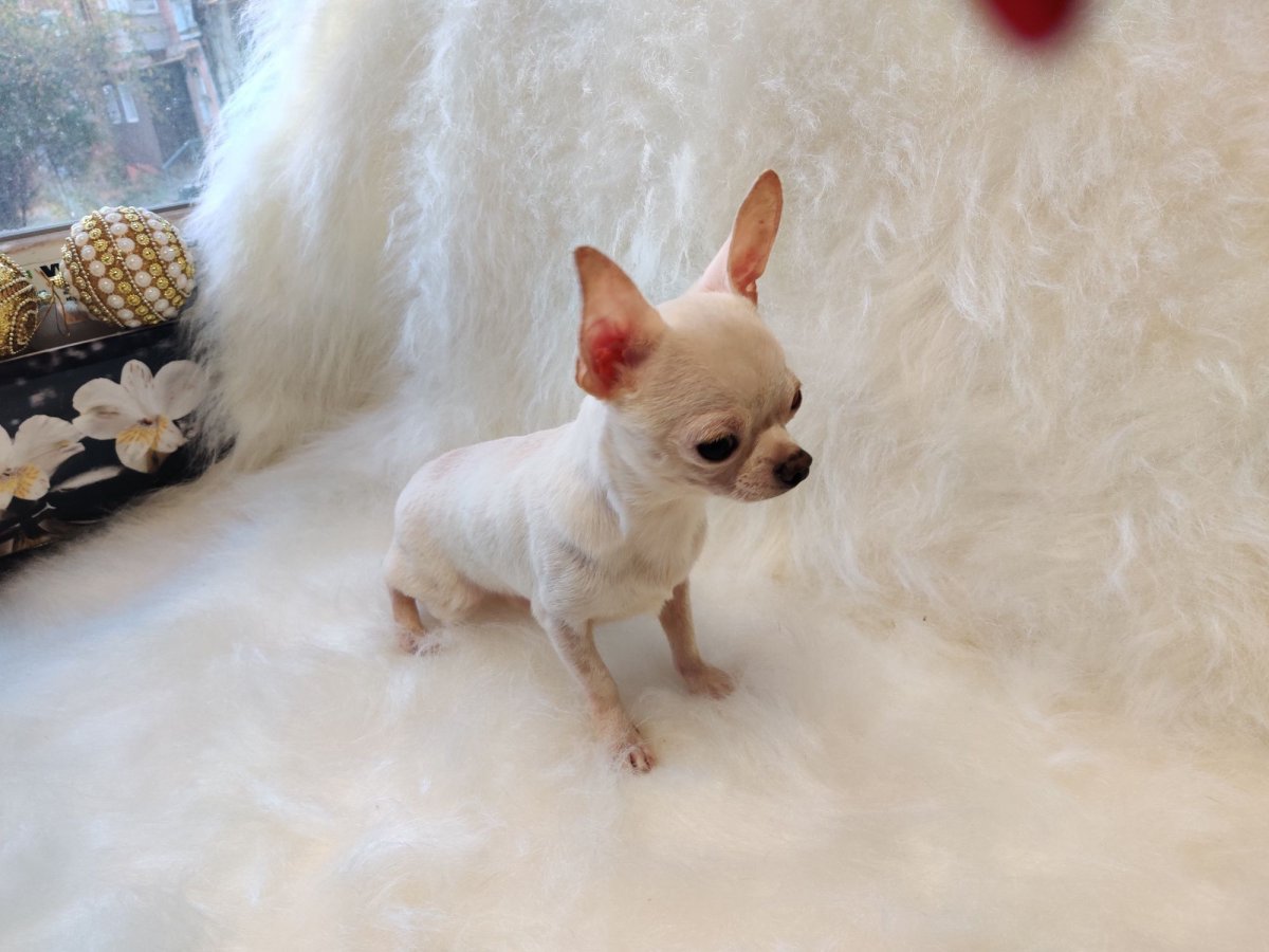 Чихуахуа мини длинношерстные
