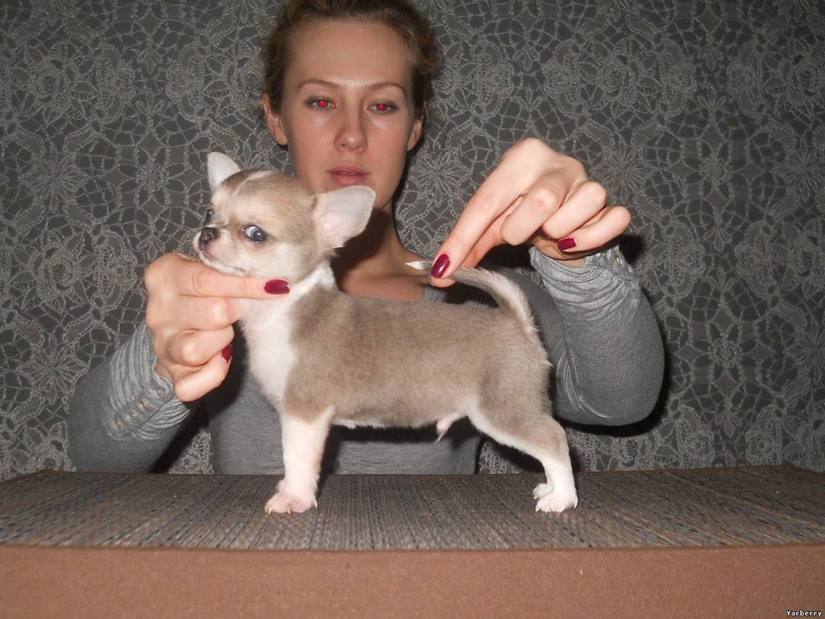 Маленькие собачки мини