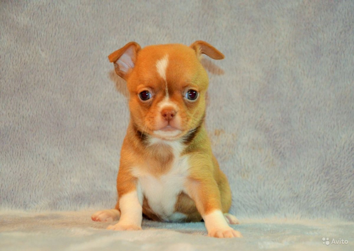 Бивер-Йоркширский терьер мини Беби фейс