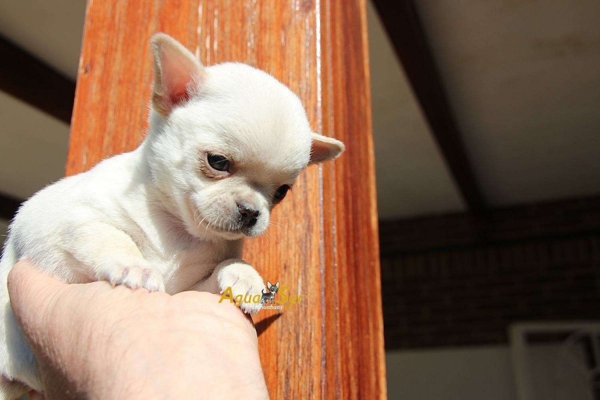 Чихуахуа мини гладкошерстные