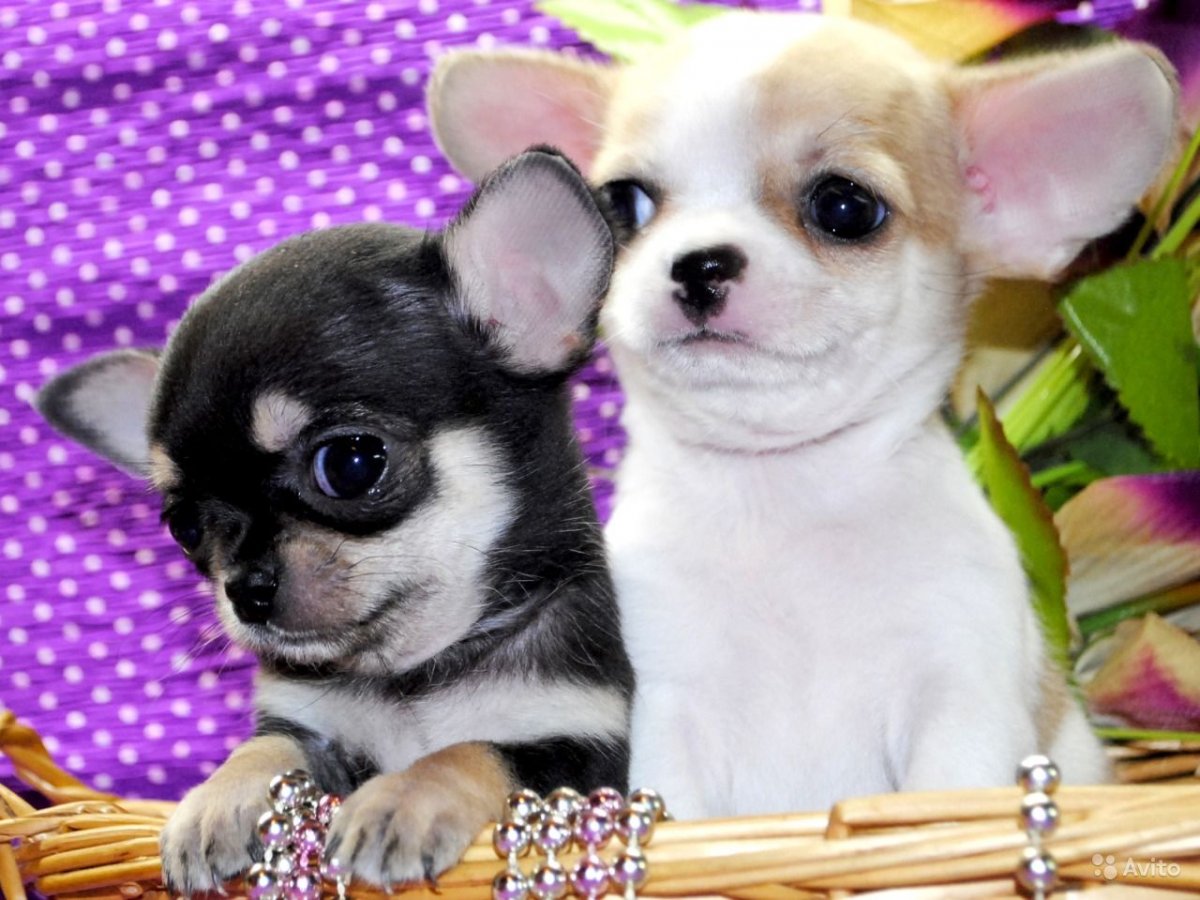 Чихуахуа Беби фейс