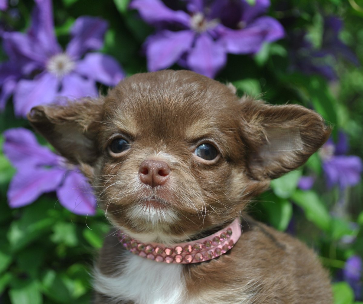 Чихуахуа Беби фейс