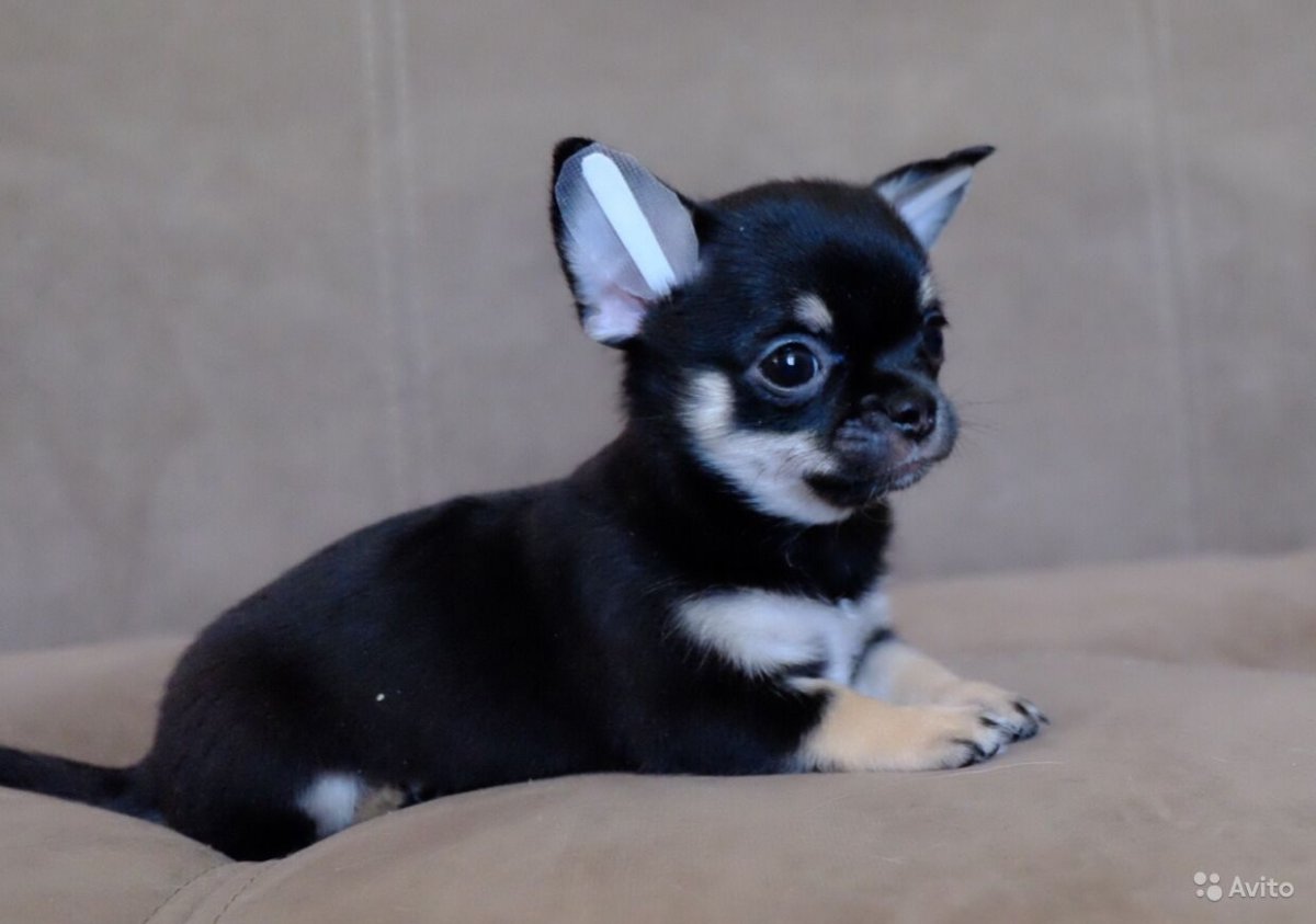 Мини чихуахуа бэби-фэйс