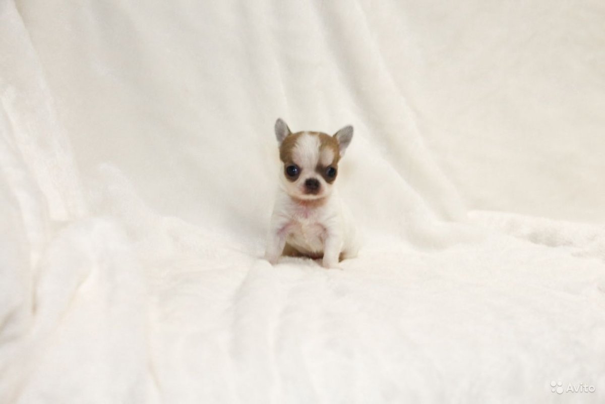 Дикие чихуахуа